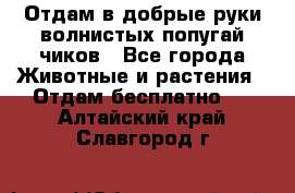 Отдам в добрые руки волнистых попугай.чиков - Все города Животные и растения » Отдам бесплатно   . Алтайский край,Славгород г.